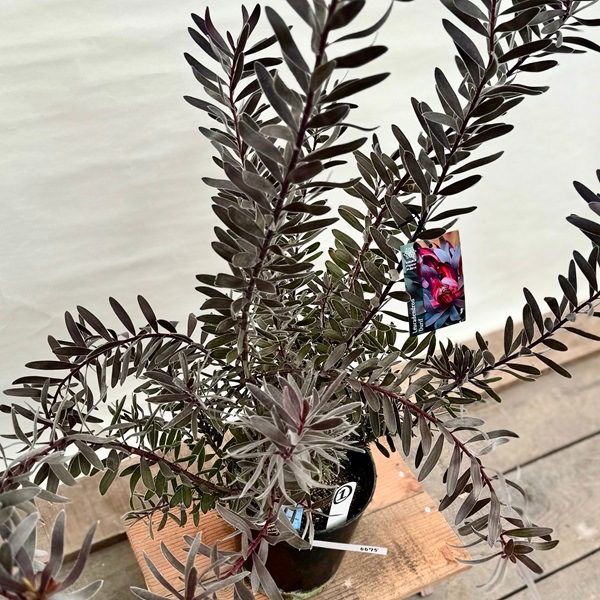 鉢花 観葉植物：リューカデンドロン デュリフ*7号 現品1番 黒
