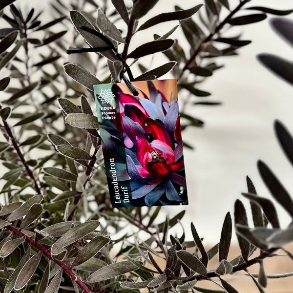 鉢花 観葉植物：リューカデンドロン デュリフ*7号 現品1番 黒
