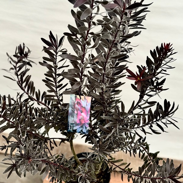 鉢花 観葉植物：リューカデンドロン デュリフ*7号 現品2番 黒リューカ