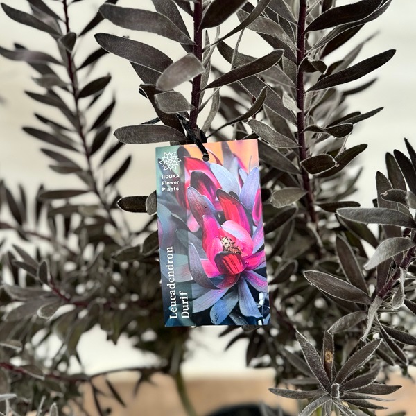 鉢花 観葉植物：リューカデンドロン デュリフ*7号 現品2番 黒リューカ