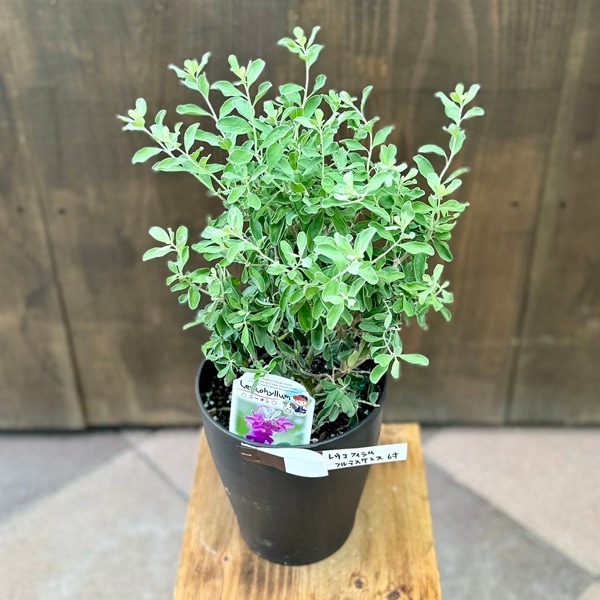 レウコフィルム フルテスケンス ファイバー鉢 新作♡【レウコフィルム