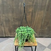 ������졡���տ�ʪ�����꡼��ͥå��쥹*5���ߤ�