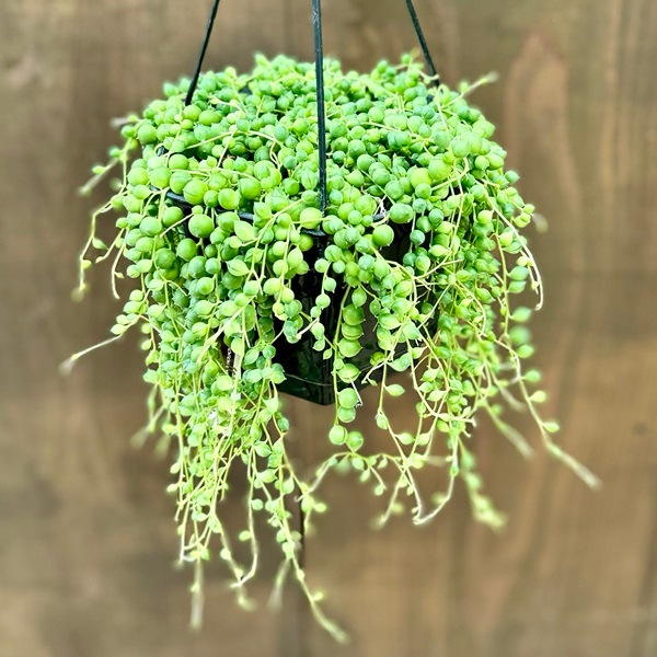 おしゃれ 観葉植物：グリーンネックレス*5号吊り | 観葉植物,吊り鉢