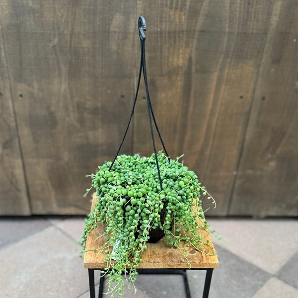 おしゃれ 観葉植物：グリーンネックレス*5号吊り | 観葉植物,吊り鉢