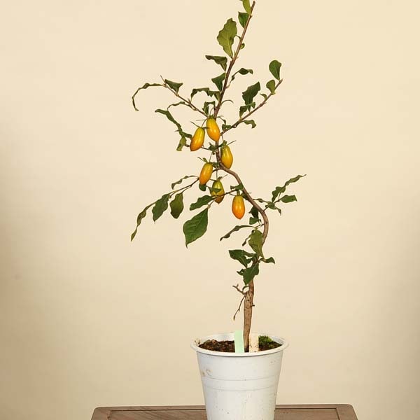 盆栽【ローヤ柿】①