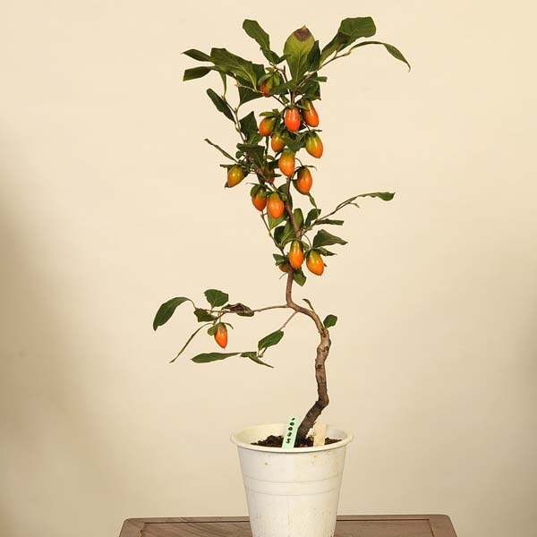 ローヤ柿盆栽 盆栽 ローヤ柿（楊貴妃）樹高鉢底から約22cm 盆栽 ローヤ柿（