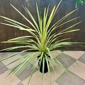 �����ǥ� �� ���տ�ʪ�����른��� �����顼�ǥ��饤��*6��