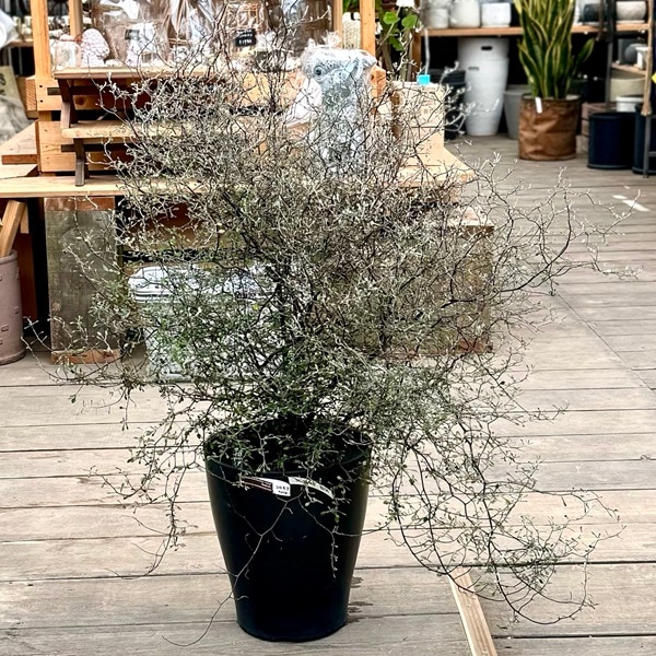 【確認用】　コロキア・コトネアスター コロキア・コトネアスター5号硬質ポット | [公式]e-花屋さん