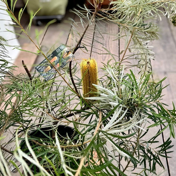観葉植物 鉢花 苗：バンクシア スピヌローサ*ヘアピン Banksia