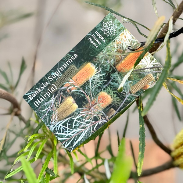 観葉植物 鉢花 苗：バンクシア スピヌローサ*ヘアピン Banksia