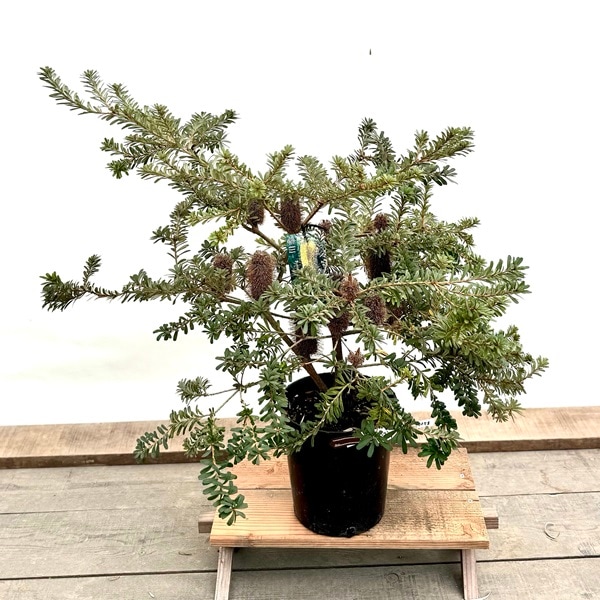 観葉植物 鉢花 苗：バンクシア マルギナータ ミニマーグ*banksia