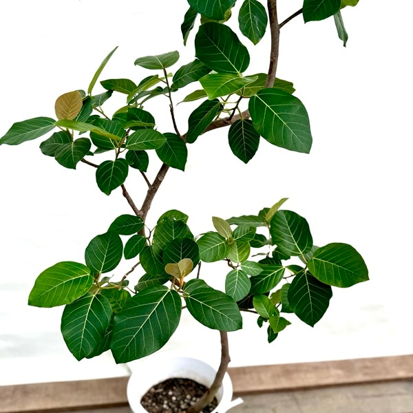 おしゃれ 観葉植物：フィカス ブラウン*グランディス プラポット 現品