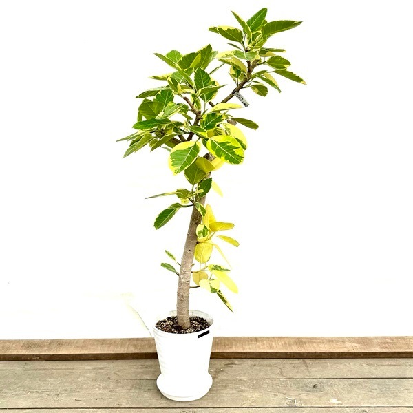 ������졡���տ�ʪ���ե�����������ƥ����� ���饢����*������ �С������å� ����2�� �緿�����������