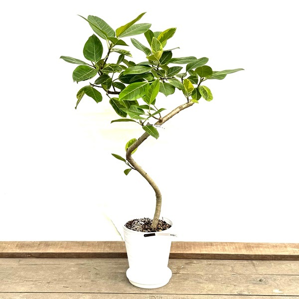 おしゃれ 観葉植物：フィカス アルテシーマ セラアート*受皿付 バーク