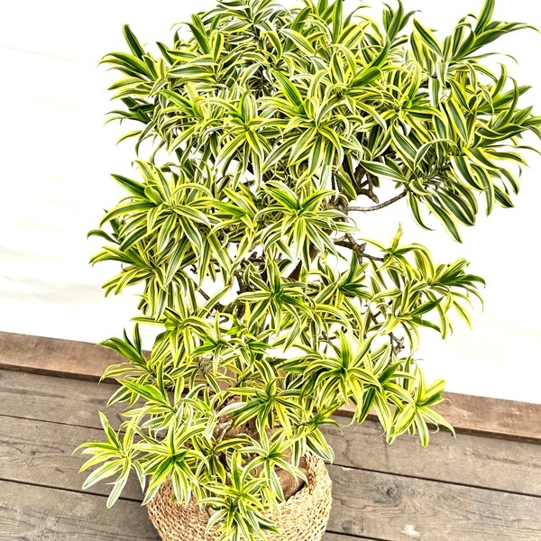 おしゃれ 観葉植物：ドラセナ ソングオブインディア バスケット*現品を