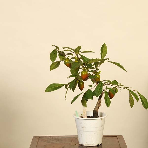 盆栽 ローヤ柿(都紅) 樹高鉢底から約36cm 送料無料】 ローヤ柿（老爺