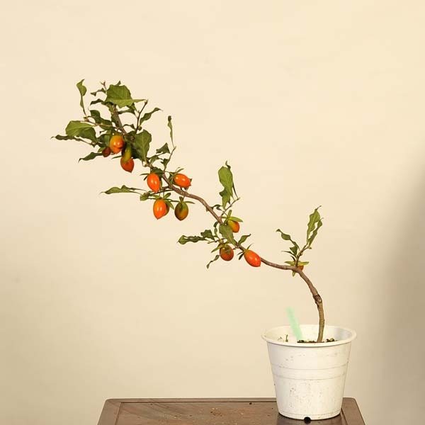 MASTER 老爺柿 ロウヤガキ 雌木 雄木 盆栽 小葉性 (O)(R) 老爺柿