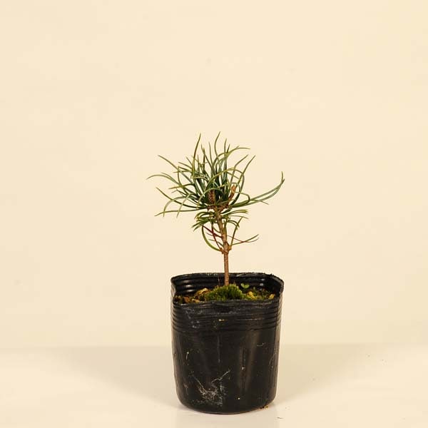 �ġ��Ϥ��� *�Ϥ��ޤ� �ϥ��ޥ� �羾