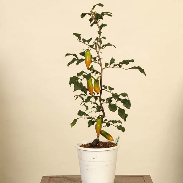 ローヤ柿・喝采（接木）老鴉柿・老爺柿・ロウヤガキ ローヤ柿 喝采（接木）老鴉柿・老爺柿・ロウヤガキ