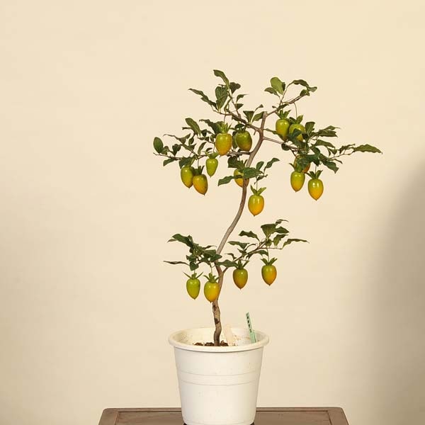 ローヤ柿・喝采（接木）老鴉柿・老爺柿・ロウヤガキ ローヤ柿・国王②（接木）老鴉柿・老爺柿・ロウヤガキ ローヤ柿・夢の