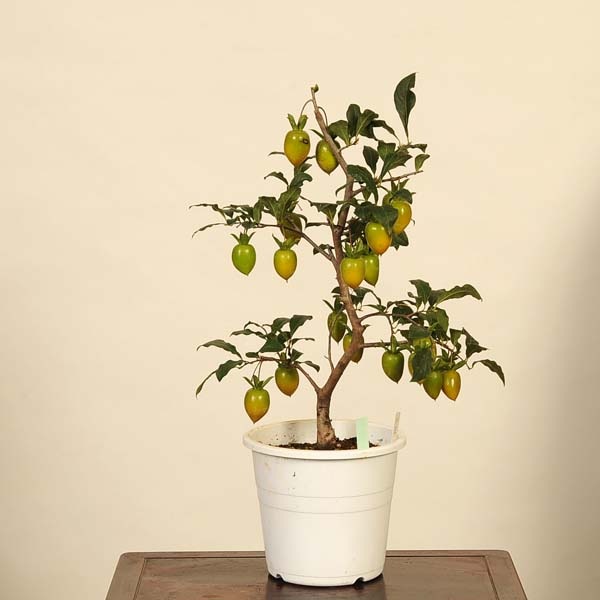 盆栽 ローヤ柿（トキワ柿）2個実つき 盆栽 ローヤ柿（トキワ柿）2個実つき