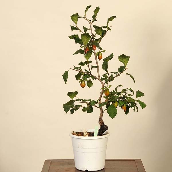 盆栽 老爺柿 彩の国 樹高 約35cm ろうやがき Diospyros 盆栽 老爺柿 彩の国 樹高 約35cm ろうやがき Diospyros