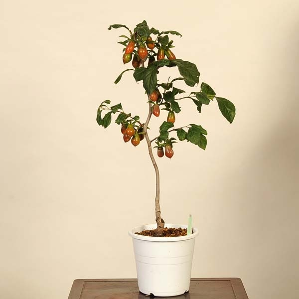 ローヤ柿・喝采（接木）老鴉柿・老爺柿・ロウヤガキ ローヤ柿・喝采（接木）老鴉柿・老爺柿・ロウヤガキ