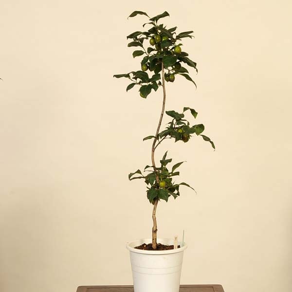 ローヤ柿・喝采（接木）老鴉柿・老爺柿・ロウヤガキ ローヤ柿・喝采（接木）老鴉柿・老爺柿・ロウヤガキ