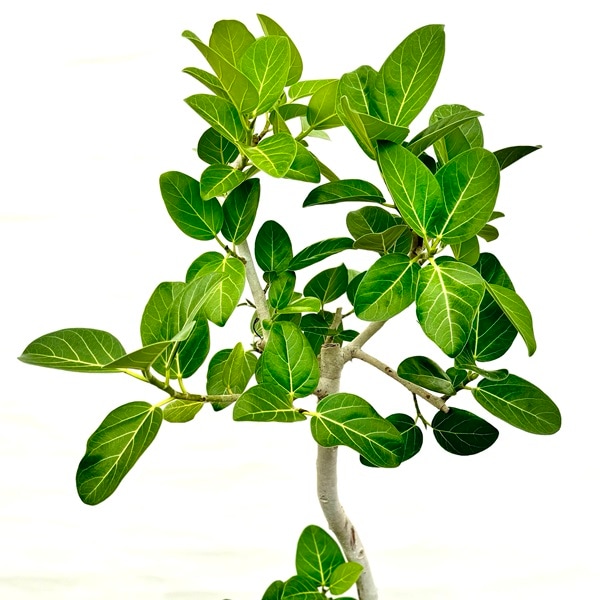フィカス　ベンガレンシス　8号　観葉植物　ゴムの木 フィカス・ベンガレンシス 8号の通販 | 観葉植物通販AONOKI（あおのき）