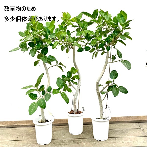 ［現品］G フィカス　ベンガレンシス　8号　観葉植物　室内　ゴムの木　人気 現品］G フィカス ベンガレンシス 8号 観葉植物 室内 ゴムの木