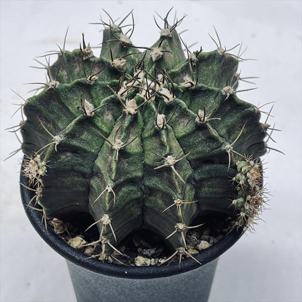 サボテン：ギムノカリキウム T-REX*L 幅7cm | サボテン＆多肉植物