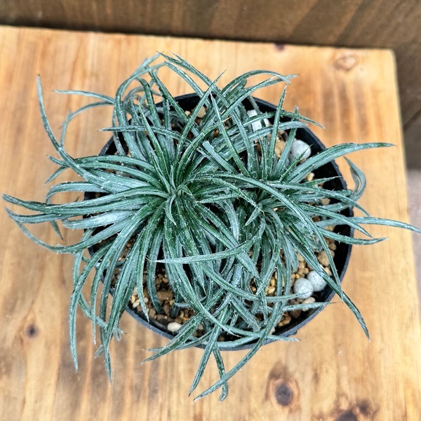 原種ディッキア コリスタミネア シルバー綴化 ディッキア・コリスタミネア（セレクトシルバーフォーム）：Dyckia