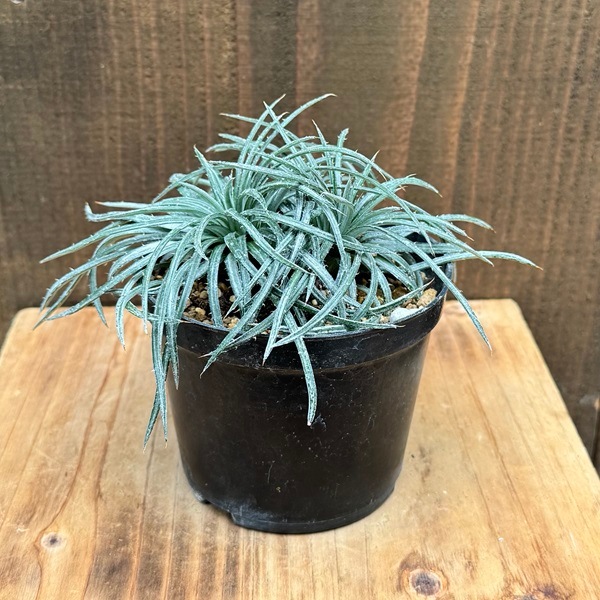 おしゃれ 観葉植物：ディッキア コリスタミネア*3号 プラポット | 観葉