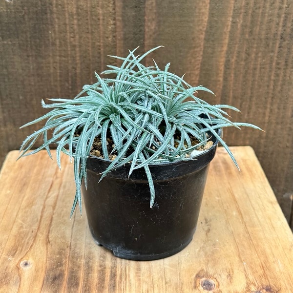 おしゃれ 観葉植物：ディッキア コリスタミネア*3号 プラポット | 観葉