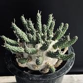 �����ǥå������桼�ե���ӥ������ॱ�󥷥������������*��12��������ʡ����ʸ¤�