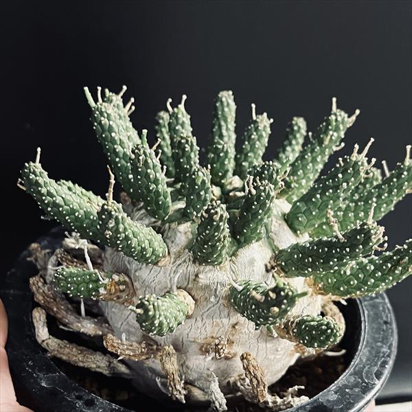 ユーフォルビア ガムケンシス 実生 特大 木質化 開花株 発根済み 特大 ユーフォルビア ガムケンシス 実生 木質化 開花株 発根済み