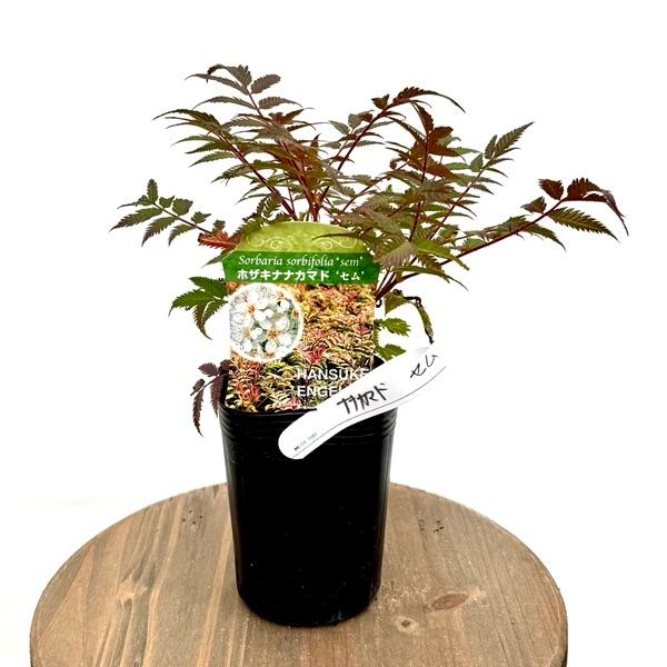 花苗 観葉植物：穂咲き七竈 セム*ホザキナナカマド ななかまど | 観葉