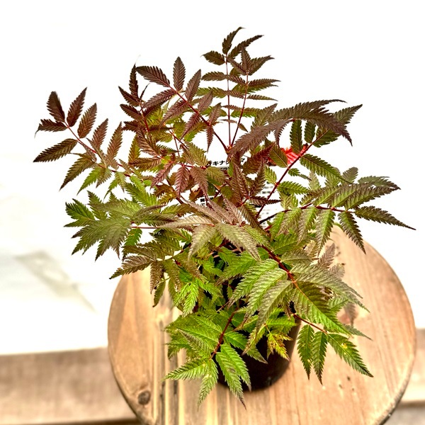 花苗 観葉植物：穂咲き七竈 セム*ホザキナナカマド ななかまど | 観葉