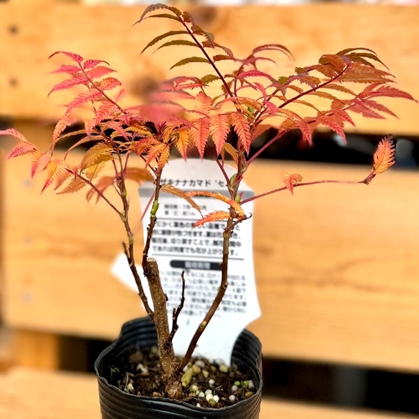 花苗 観葉植物：穂咲き七竈 セム*ホザキナナカマド ななかまど | 観葉