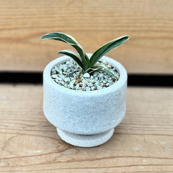 古典園芸植物：万年青 鉢植え*受皿付 オモト おもと 観葉植物
