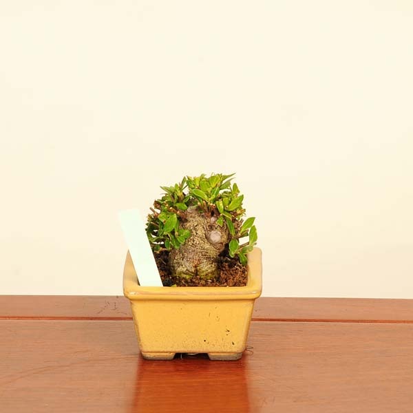 実成クチナシ 盆栽 楽天市場】実成クチナシ - 清誉 - 小品盆栽 無傷 【いよじ園