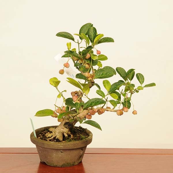 【Chie-Sa商品】真弓（マユミ）盆栽 G004 盆栽創 / 真弓（マユミ）盆栽 G004