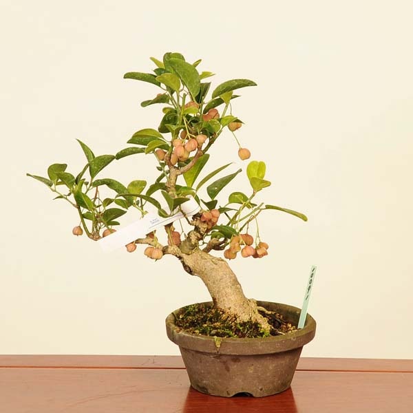 FM.3110.51様 マユミ盆栽　　個性的　　雑木盆栽 マユミ盆栽 個性的 雑木盆栽