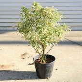 ڡڡġӡʥۥ磻ȥ֡6桡*