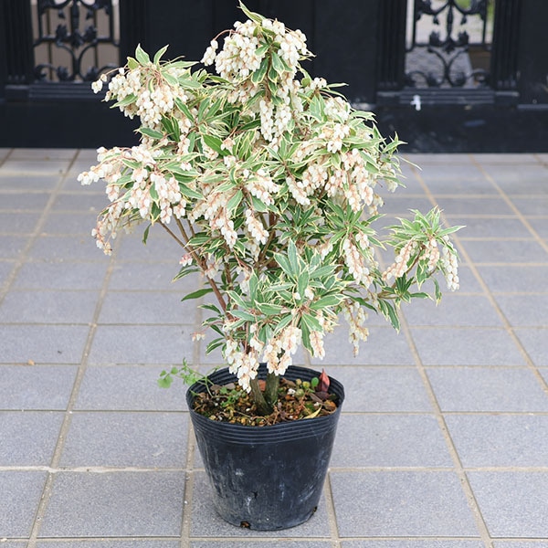 庭木・植木・苗：斑入アセビ（ホワイトリム）白花 6号 *大株 | 植木