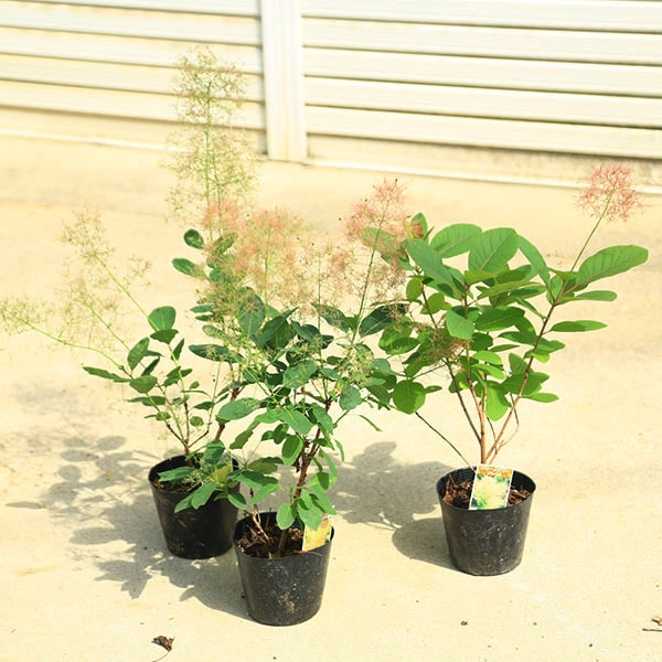 庭木・植木：スモークツリー 5号*（ご希望の品種をお選びください