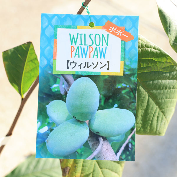 庭木・植木・果樹：ポポー（ポポーノキ）*接木苗 5号（ご希望の品種を