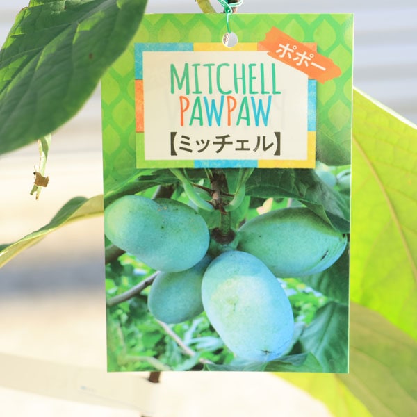 庭木・植木・果樹：ポポー（ポポーノキ）*接木苗 5号（ご希望の品種を
