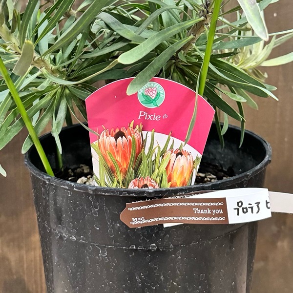 おしゃれ 観葉植物 花苗：プロテア ピクシー*7号 現品をお届けし
