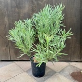 ������� ���տ�ʪ ���ġ��ץ��ƥ����ԥ�����*7�桡���ʤ��Ϥ����ޤ�